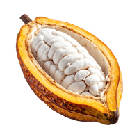 Cacao