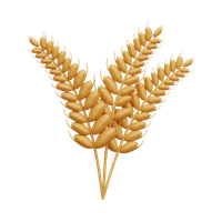 Lúa Mỳ
