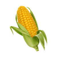 Ngô